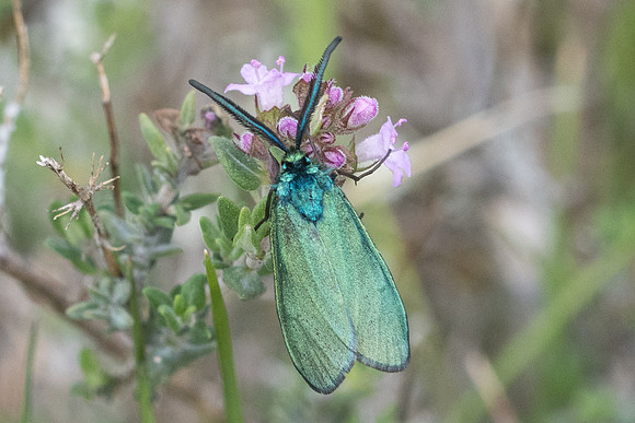 Adscita sp ♂-7693 - Cipières - 15/05/21