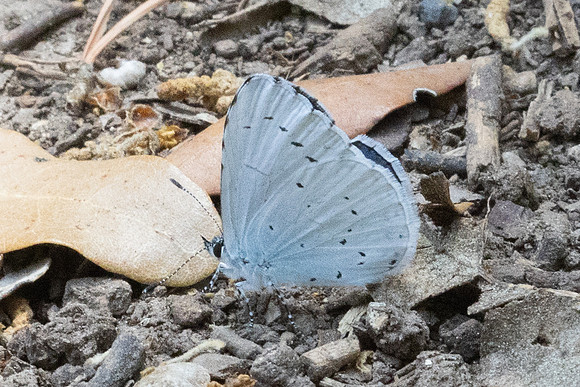 Celastrina argiolus-9383