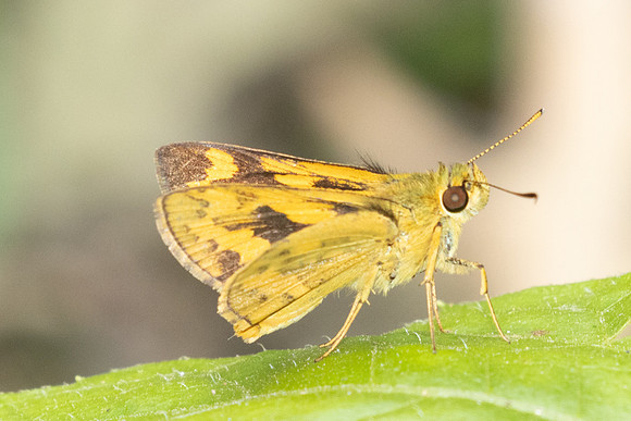 Potanthus-2496
