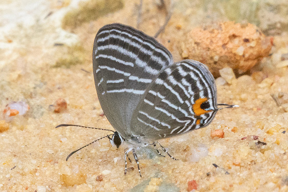 Jamides malaccanus-9822