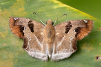 Odontoptilum angulata-2277