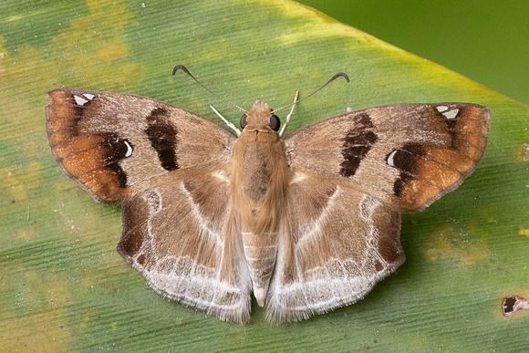 Odontoptilum angulata-2277