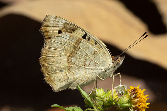 Junonia hierta-4222