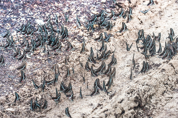 Protographium philolaus-2595