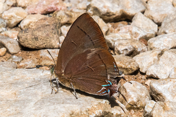 Remelana jangala-8291  - Chiang Dao - 14/11/23