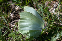 Gonepteryx rhamni-7561