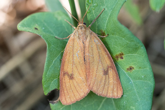 Diacrisia sannio ♀ - 8339 - Orly sur Morin - 8/08/20