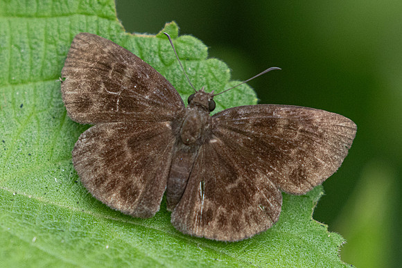 Ouleus fridericus-4599 - Chicamocha - 10/06/24