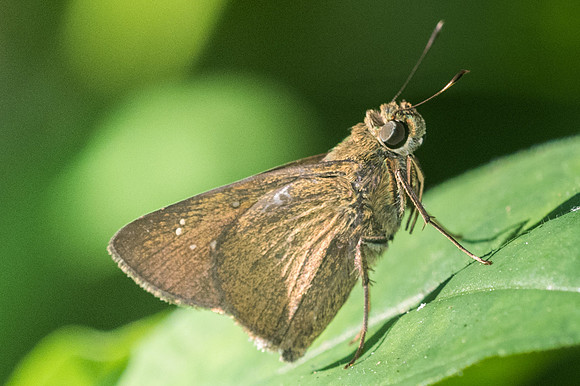 Caltoris sp-0456 - Doi-Suthep - 13/11/23