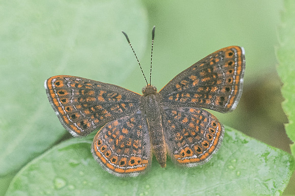Calephelis sp-2691