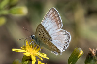 Lysandra hispana-9441