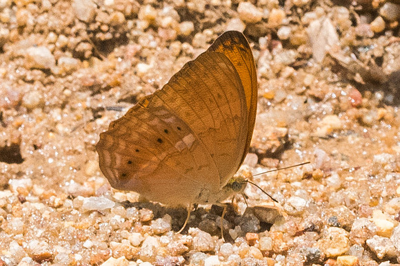 Cirrochroa tyche mithila-8823 - Koh Samui - 16/03/23