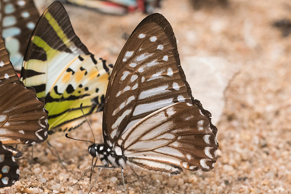 Graphium macareus burmensis-4300 - Chiang Dao - 12/03/23