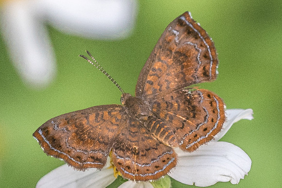 Calephelis velutina-4177