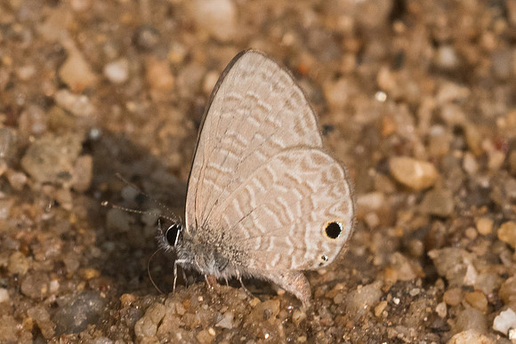 Prosotas noreia hampsoni-9146 - Chiang dao - 11/03/23