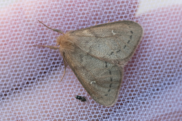 Mythimna ferrago id 2211 - Briançon - 2/07/21
