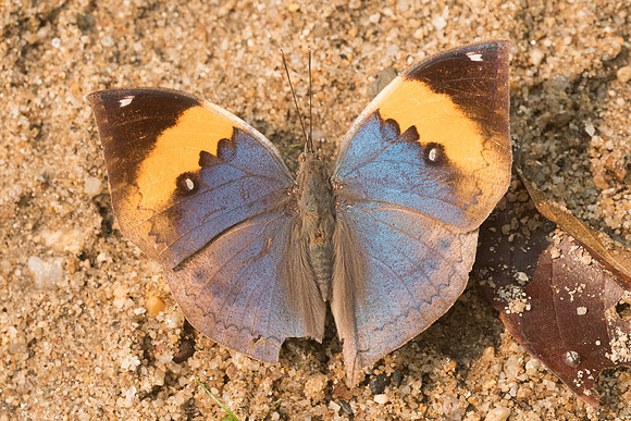 Kallima incognita-3742 - chiang dao - 12/03/23