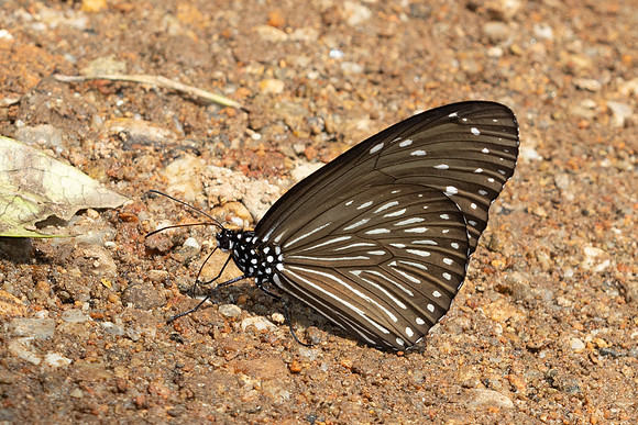 Euploea mulciber ♀-6383 - Doi Suthep 1180m - 28/03/25