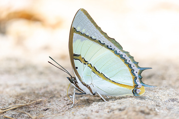 Polyura dolon-4886