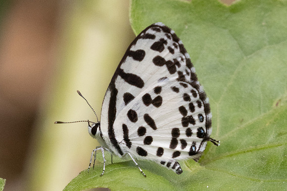 Castalius rosimon-2594