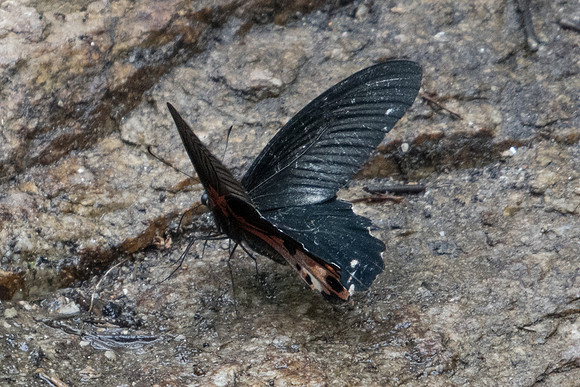 Papilio alcmenor publilius-5632 - Doi Suthep - 9/03/23