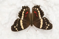Anartia fatima-3356