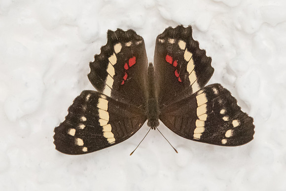Anartia fatima-3356