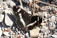 Limenitis camilla-3240