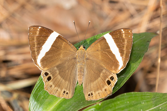 Abisara fylla-2956- Doi Suthep - 21/03/25