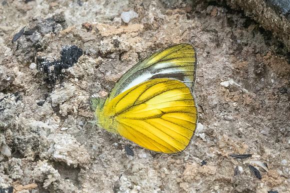 Cepora nadina-8896