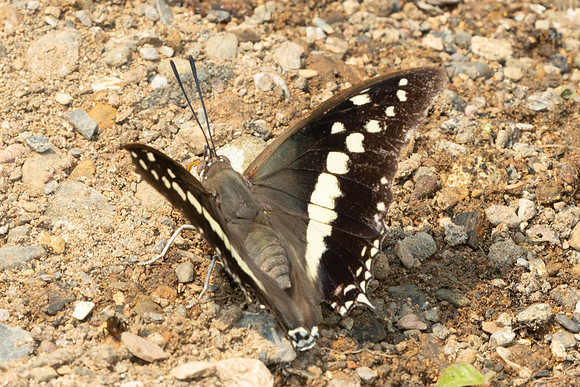 Charaxes solon-1073