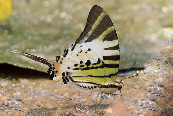 Graphium antiphates nebulosus-2055- Chiang Dao - 12/03/23