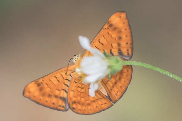 Emesis liodes-4161