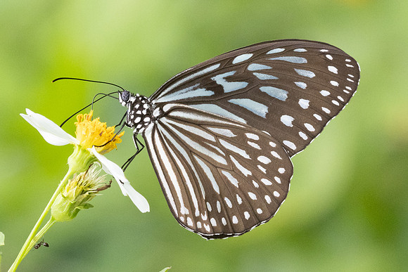 Ideopsis vulgaris-8235  - Sungai Chiling - 9/03/25