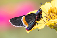 Mysoria barcastus-0176
