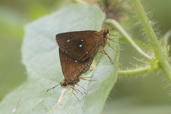 Iambrix salsala-4018 - Krabi - 22/11/23