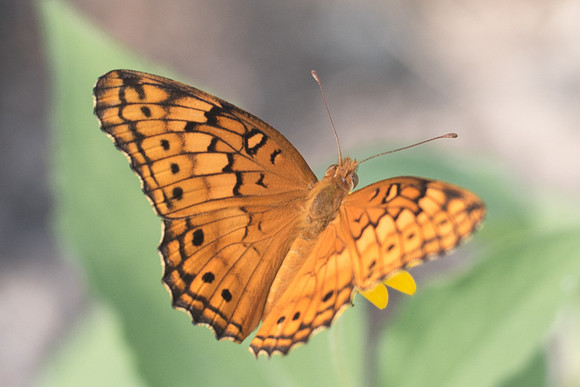 Euptoieta claudia-6042