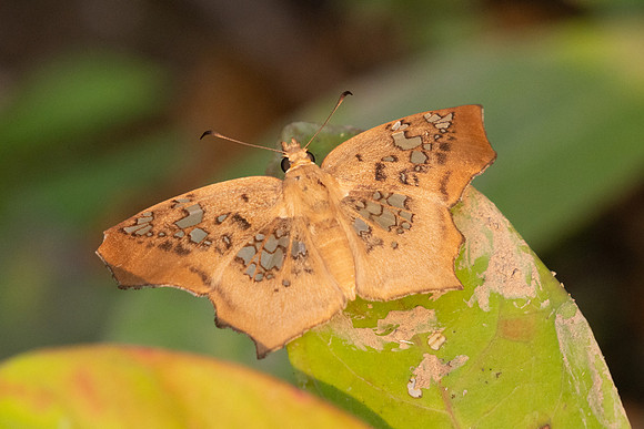 Ctenoptilum vasava vasava-1352 - Chiang Dao - 17/03/25