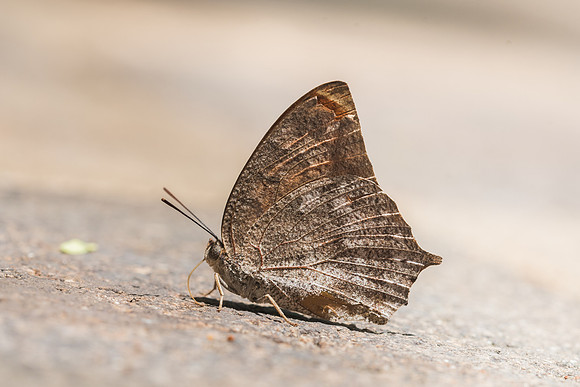 Anaea aidea-5057