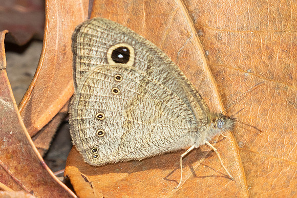 Ypthima sp-3165