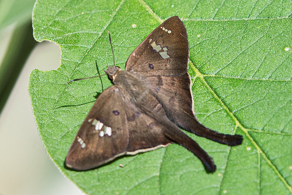 Polythrix asine-5468