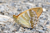 Argynnis paphia-0192 - Argentière la Bessée - 23/06/25