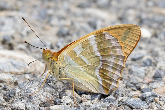 Argynnis paphia-0192 - Argentière la Bessée - 23/06/25