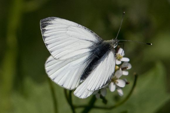 Pieris napi ♂-4294 - Roissy en brie - 24/04/22