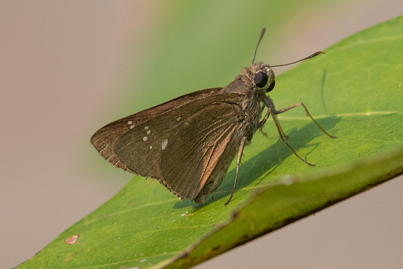 Caltoris sp-2364 - Doi-Suthep - 8/03/23