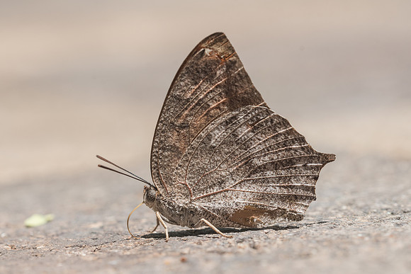 Anaea aidea-5056