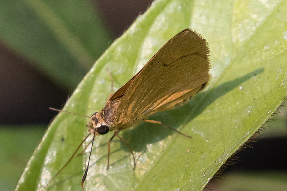 Cupitha purreea-9791 - Doi-Suthep - 7/03/23
