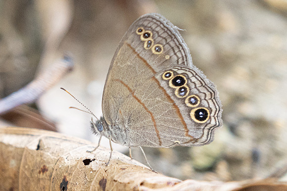 Vareuptychia themis-8455 - Cartagena - 1/06/24