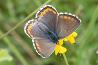 Lysandra bellargus ♀-8732 - Le Beausset - 4/06/25
