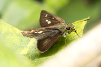Halpe sp-2533